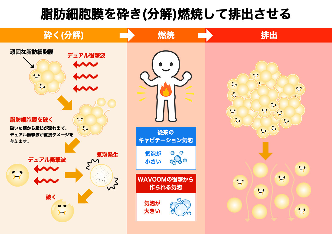 脂肪細胞膜を砕き（分解）燃焼して排出させる