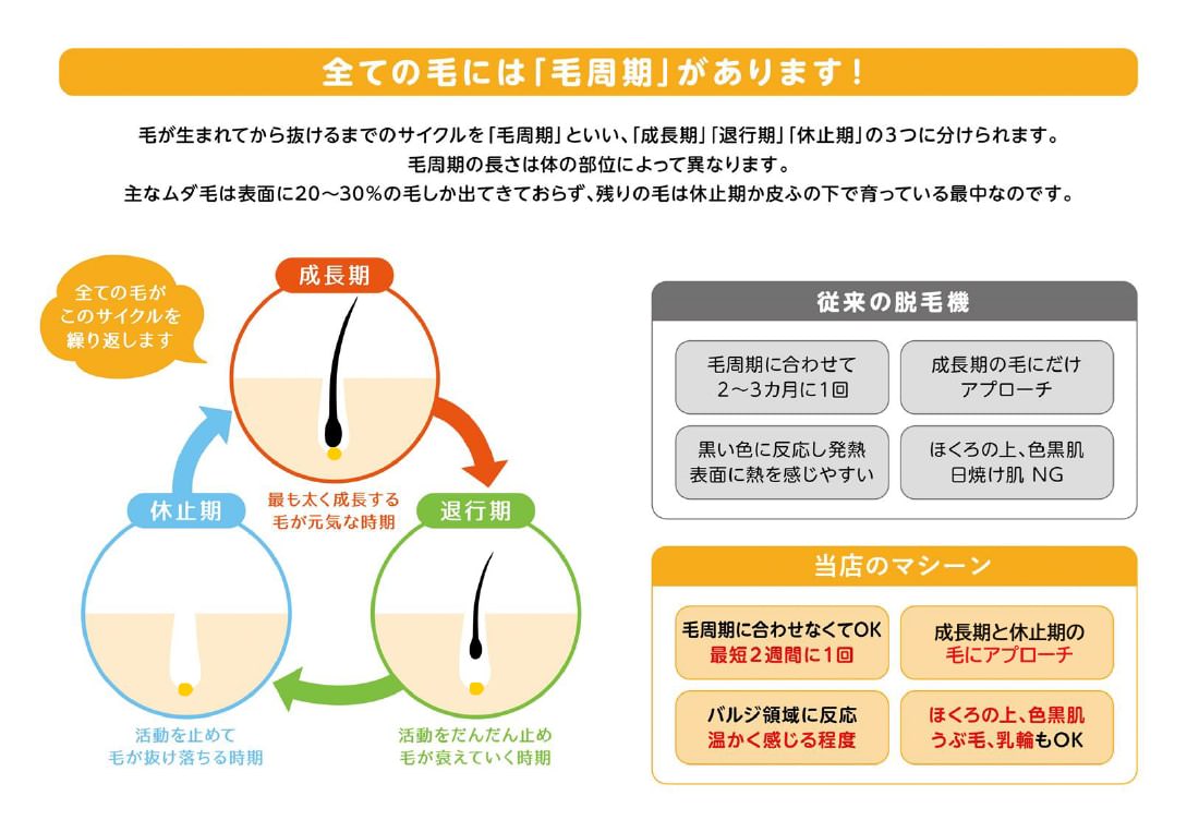 全ての毛には毛周期があります